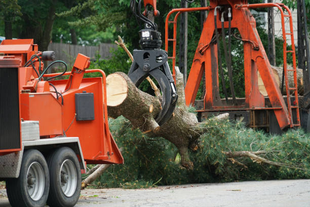 Best Arborist Consultation Services  in Barrington, NJ