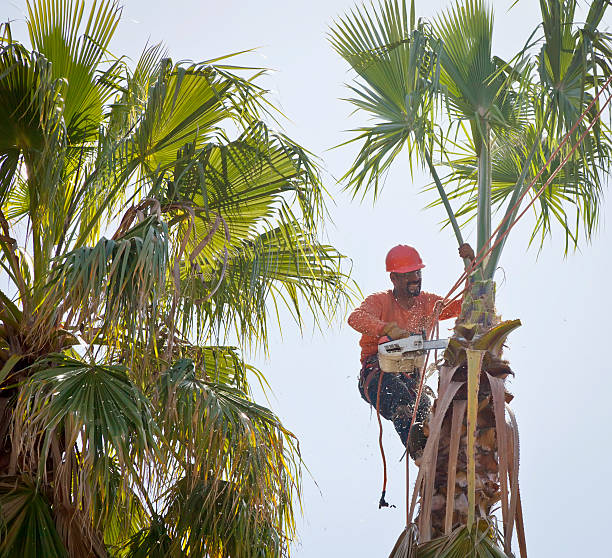 How Our Tree Care Process Works  in  Barrington, NJ